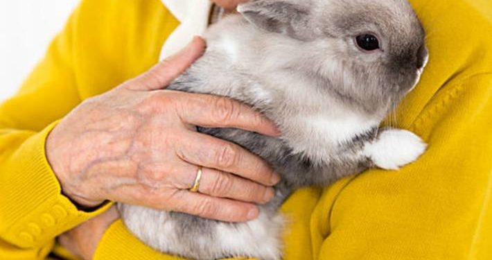 Comment avoir de la complicité avec son lapin ?