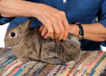 Quand vermifuger son lapin nain ?