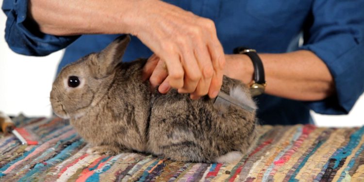 Quand vermifuger son lapin nain ?