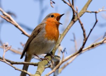 Comment reconnaître chant d'oiseau ?