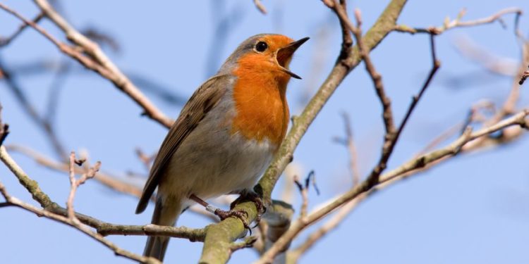 Comment reconnaître chant d'oiseau ?