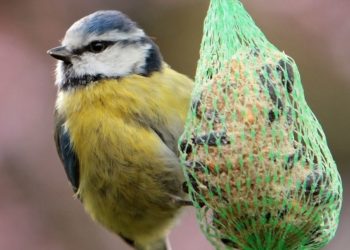 Comment les oiseaux draguent ?