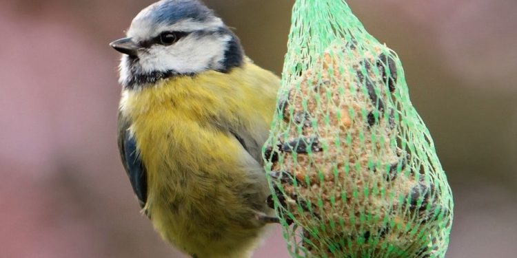 Comment les oiseaux draguent ?