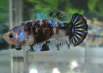 Comment jouer avec un poisson combattant ?