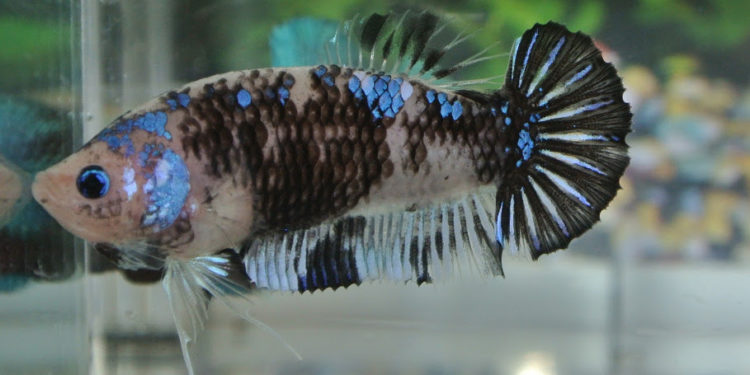 Comment jouer avec un poisson combattant ?