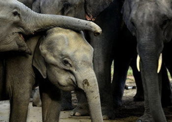 Quel est l'animal le plus en voie d'extinction ?