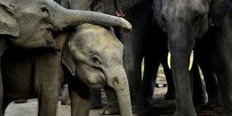 Quel est l'animal le plus en voie d'extinction ?