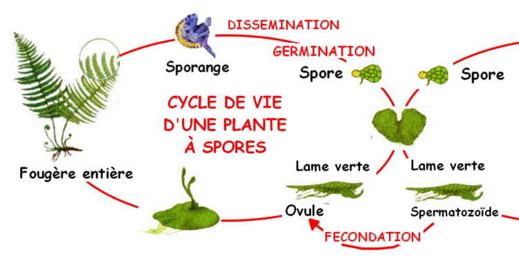 Comment les plantes peuvent se multiplier par reproduction asexuée ?