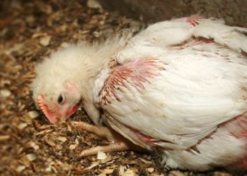 Comment traiter la coccidiose chez la poule ?