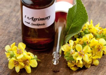 Comment donner des fleurs de Bach a un chat ?