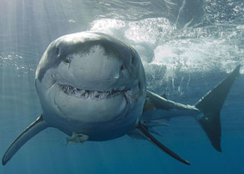 Est-ce que le chlore tue les poissons ?