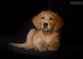 Comment se comporter avec un chiot de 2 mois ?