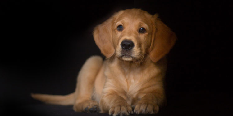 Comment se comporter avec un chiot de 2 mois ?