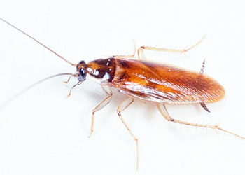 Comment tuer les œufs de cafard ?