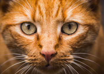 Comment vermifuger un chat facilement ?