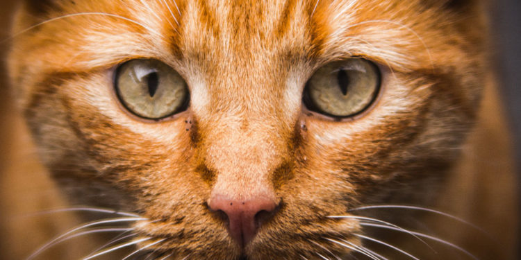 Comment vermifuger un chat facilement ?