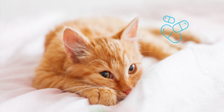 Comment savoir si il faut vermifuger son chat ?