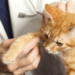 Quand Faut-il donner du vermifuge à un chat ?