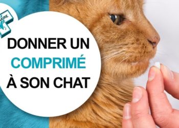 Quel est le meilleur vermifuge pour chats ?
