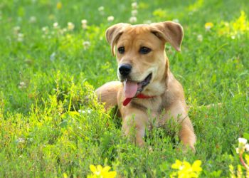 Quel vermifuge naturel pour chien ?