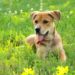 Quel vermifuge naturel pour chien ?