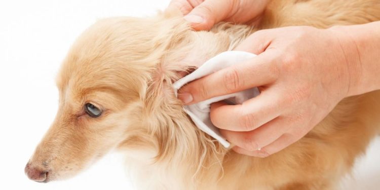 Comment dégonfler l'oreille d'un chien ?