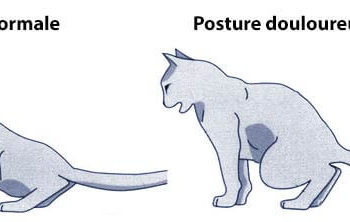 Comment vider la vessie d'un chat ?