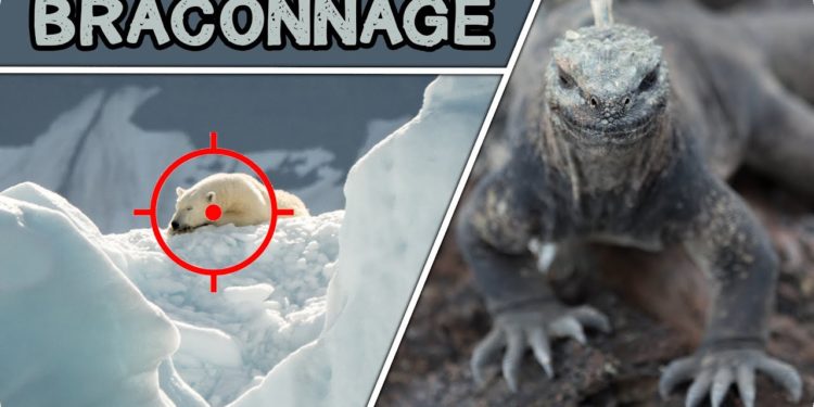 Quel est l'animal le plus braconner au monde ?