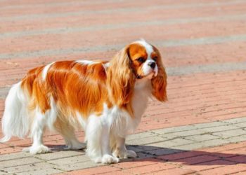 Quelle est la longueur d'un Cavalier King Charles ?