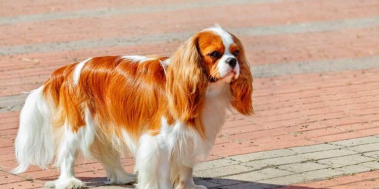 Quelle est la longueur d'un Cavalier King Charles ?