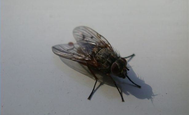 Comment se reproduisent les mouches dans une maison ?