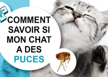 Est-ce que les puces des chats vont sur les humains ?