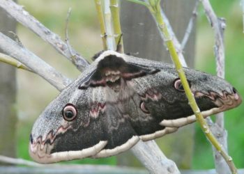 Quel animal crie la nuit ?