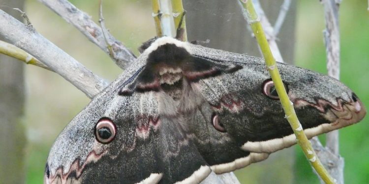 Quel animal crie la nuit ?