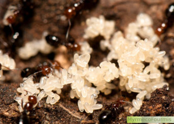 Quels sont les deux stades de développement de la grenouille ?