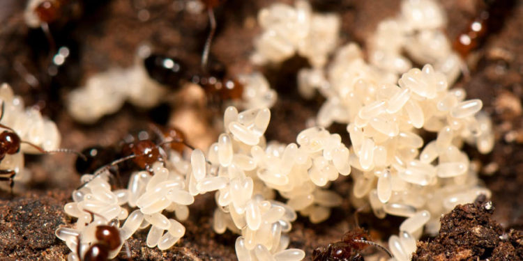 Quels sont les deux stades de développement de la grenouille ?