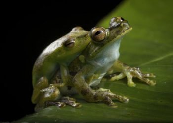 Comment se reproduise les grenouilles ?