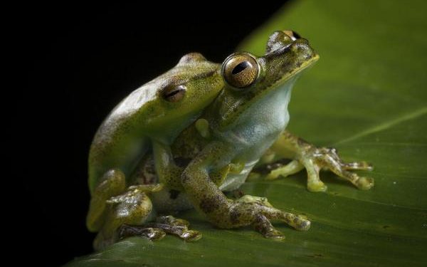 Comment se reproduise les grenouilles ?