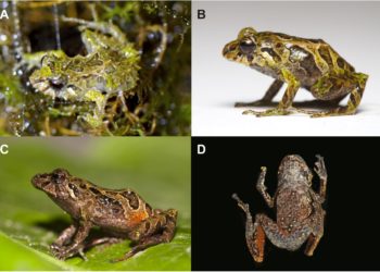 Comment est la peau des grenouilles ?