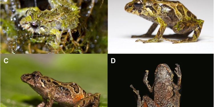 Comment est la peau des grenouilles ?