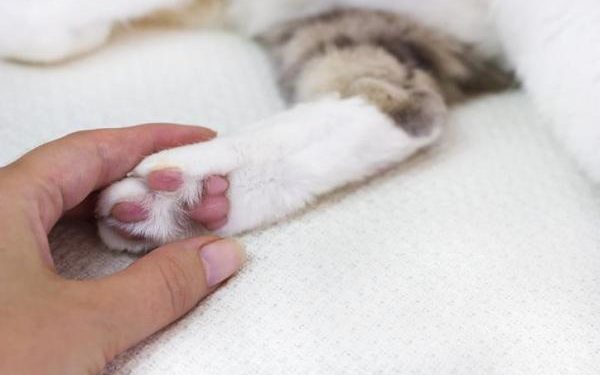 Pourquoi le chat n'aime pas qu'on lui touche la queue ?