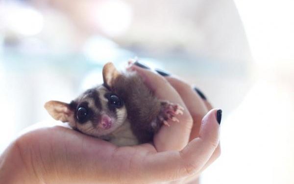 Comment avoir un phalanger volant ?