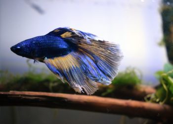 Quand nourrir un poisson combattant ?