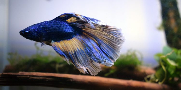 Quand nourrir un poisson combattant ?