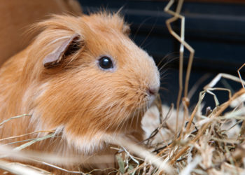 Qu'est-ce que le cochon d'Inde peut manger ?