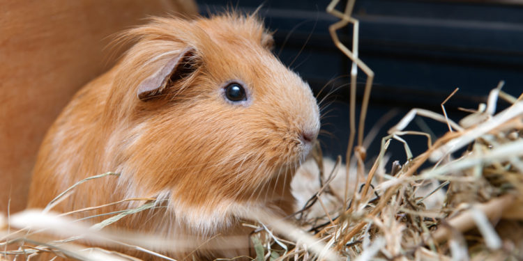 Qu'est-ce que le cochon d'Inde peut manger ?