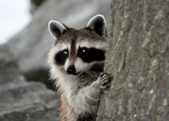 Est-ce qu'il y a des ratons laveurs en France ?