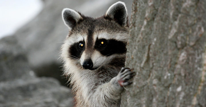 Est-ce qu'il y a des ratons laveurs en France ?