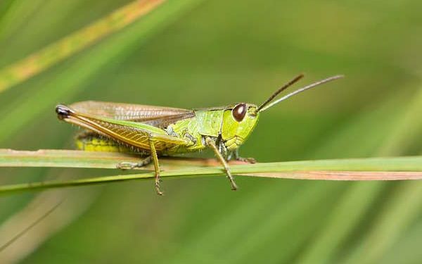 Comment se débarrasser d'une sauterelle ?