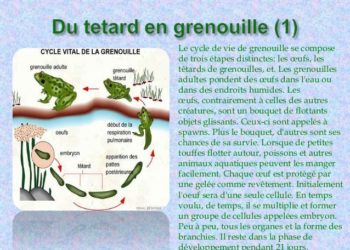 Quel est le type de croissance chez la grenouille ?